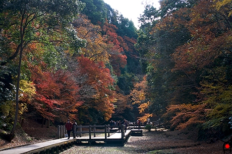 清水渓流広場の紅葉の写真