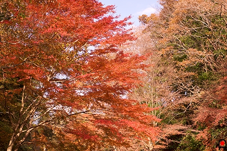 赤く紅葉する木の写真