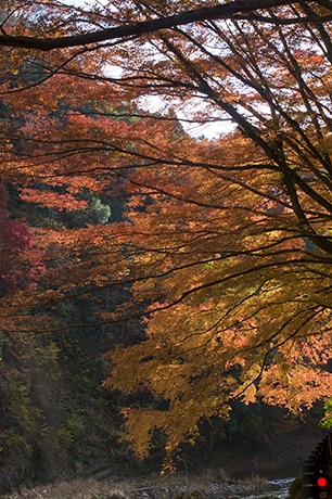 中瀬遊歩道の紅葉の様子の写真