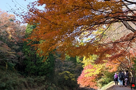 養老渓谷の紅葉の写真