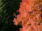 赤い紅葉と緑の針葉樹と空色の写真