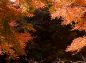 紅葉の隙間から見た風景の写真