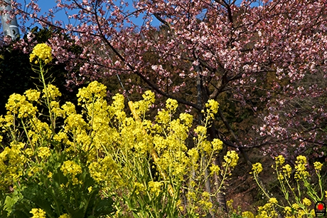 あぐりパーク嵯峨山の桜と菜の花の写真