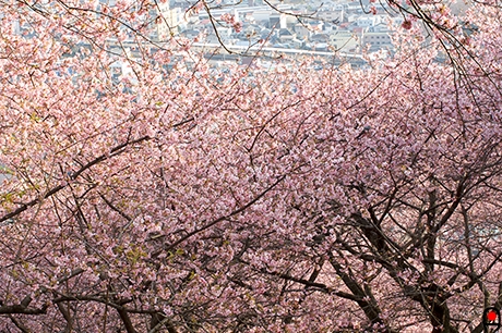 西平畑公園の桜の写真