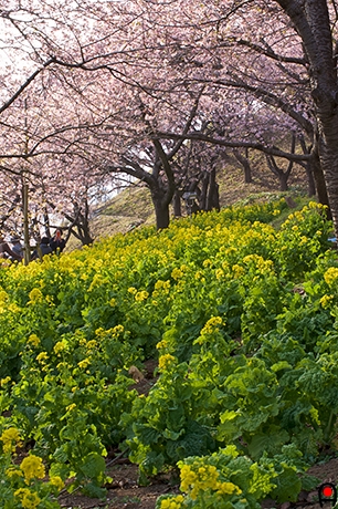 西平畑公園の菜の花と桜の写真