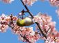 桜とメジロの写真