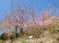 延寿峰桜の写真