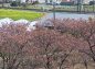 水仙の辺りから見た桜並木の写真