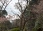 元朝桜の原木の写真