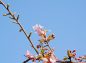 桜の花と月の写真