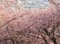 西平畑公園上部付近の桜の写真