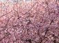桜の花とヒヨドリの写真