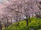 桜の木とその下の菜の花の写真