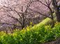 菜の花と桜下からの写真