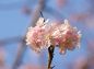 枝の先に咲く桜の花の写真