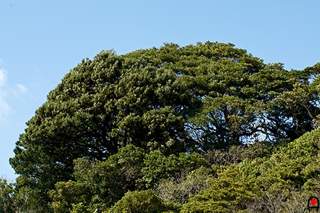 島の中心に立つこんもりのした木の写真