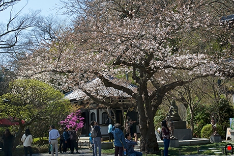 長谷寺見晴台付近の桜の写真