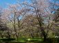 八重桜の写真