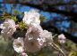 八重桜の花の写真