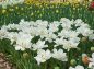 白いバラ咲きチューリップの写真