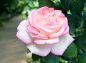 白にピンクの縁の薔薇の写真