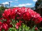 赤い薔薇花束風の写真