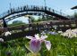 花菖蒲と園内の橋の写真