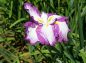 紫の縁が有る花菖蒲の写真