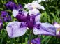 紫の花菖蒲の写真