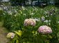 紫陽花とあやめ園の写真