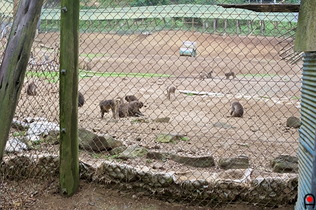 高宕山自然動物園の柵の中の写真