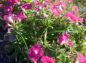 ペニチュアの花の列の写真