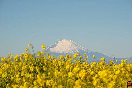 菜の花と富士山の写真