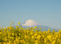 富士山と菜の花その1の写真