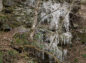 人工氷柱ゾーンの樹氷の写真