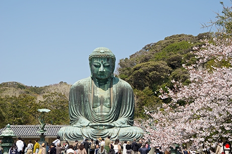 鎌倉大仏と桜の写真