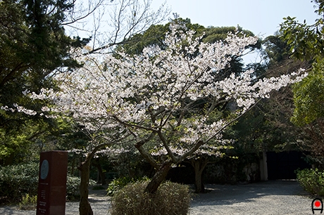 高徳院内の桜の写真