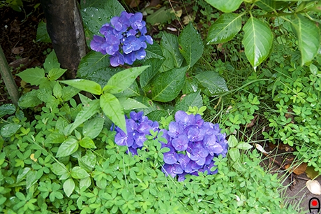 足下に咲いてる紫陽花の写真