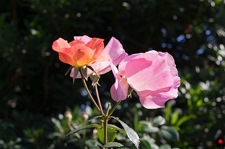 薔薇トラモント・エスティーヴォの写真