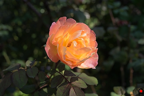 赤寄りオレンジの薔薇の写真