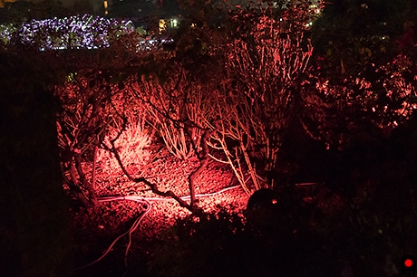 園内木下の間接照明の写真