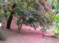 花弁の絨毯状態の椿の木の写真