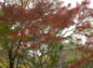 旧天瑞寺寿塔覆堂の周りの楓の写真