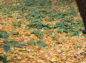 銀杏の絨毯とフキの葉の写真