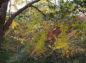銀杏と楓の木の共演の写真