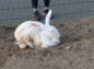 もふもふの大きなウサギの写真