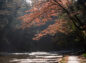 養老川に枝を伸ばす枝の紅葉の写真