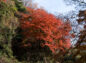 対岸の濃い紅葉の写真