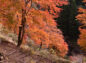 紅葉の間から見える養老川の写真