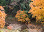 川岸の紅葉の写真